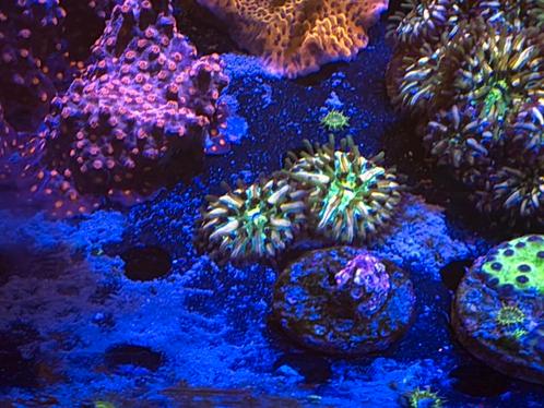 Rainbow fungia, Dieren en Toebehoren, Vissen | Aquariumvissen, Zoutwatervis, Overige typen