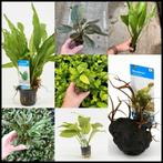 Aquariumplanten en bassleer voer actie!, Dieren en Toebehoren, Overige typen, Zoetwatervis