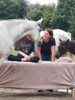 Zorgboerderij en reiki met paarden, Dieren en Toebehoren, Ophalen, Zo goed als nieuw