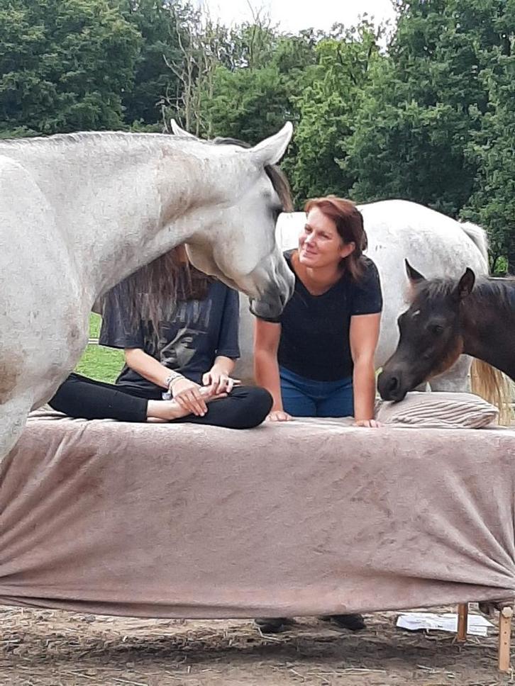 Zorgboerderij en reiki met paarden, Animaux & Accessoires, Chevaux & Poneys | Produits de soin, Comme neuf, Enlèvement