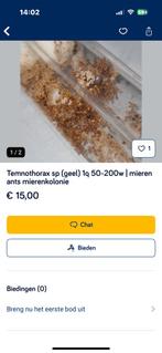 Mieren kolonie met verblijf