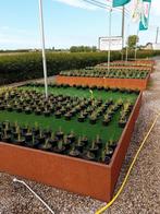 Siergrassen, hobbykweek, Tuin en Terras, Planten | Tuinplanten, Ophalen of Verzenden, Siergrassen