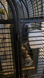 Rode grijstaart papegaai kasko 7jaar met grote kooi, Ophalen, Zo goed als nieuw