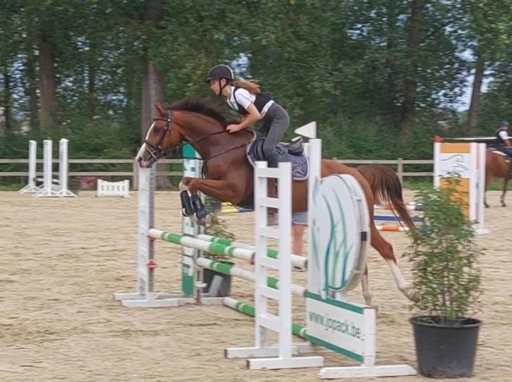 Beloftevolle 3-jarige, Dieren en Toebehoren, Paarden, Ruin, Zadelmak, Minder dan 160 cm, 3 tot 6 jaar, Springpaard, Met stamboom