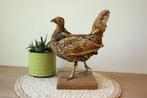 Taxidermie opgezet sierkippetje, Ophalen of Verzenden, Gebruikt, Boerderijdier, Opgezet dier