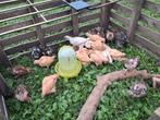 Orpington buff en brahmas, Dieren en Toebehoren, Pluimvee