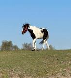 Pinto's, Dieren en Toebehoren, Gechipt, Zadelmak, 3 tot 6 jaar, Tuigpaard