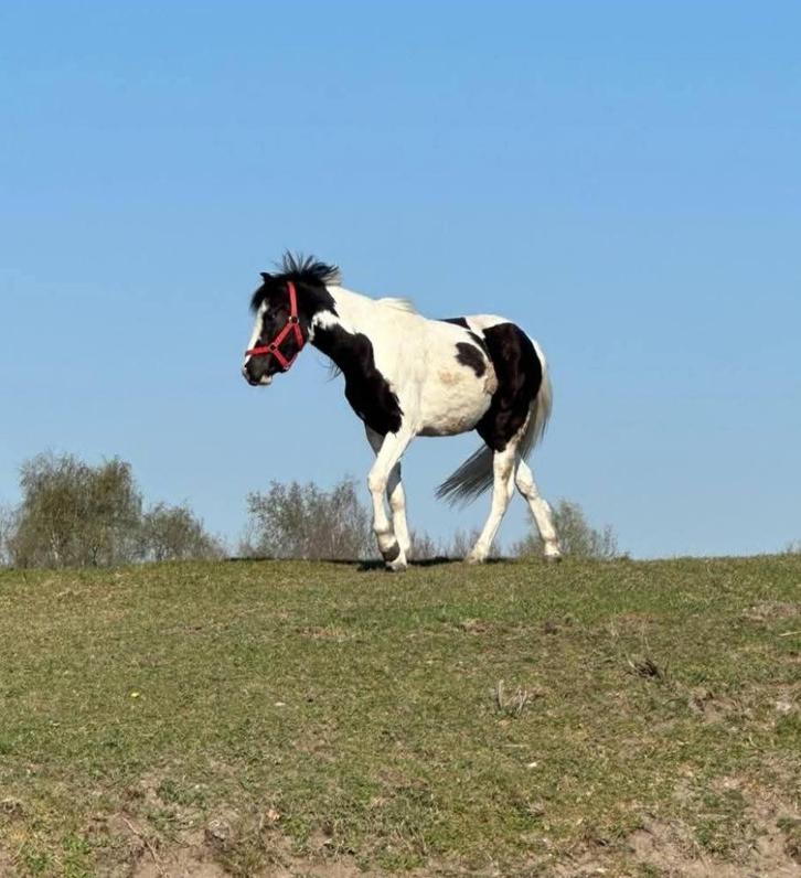 Pinto's, Dieren en Toebehoren, Paarden, Meerdere dieren, Zadelmak, 165 tot 170 cm, 3 tot 6 jaar, Tuigpaard, Gechipt, Ontwormd