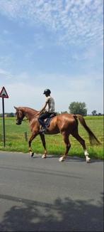 mooie, goed bewegende, grote BWP ruin, Dieren en Toebehoren, Paarden, 175 cm of meer, Gechipt, Ruin, Dressuurpaard