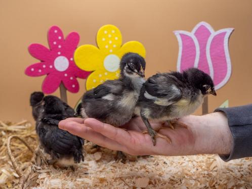 Marans groot baby kuikens hennetjes, gesekst en ingeënt, Dieren en Toebehoren, Pluimvee, Kip, Vrouwelijk