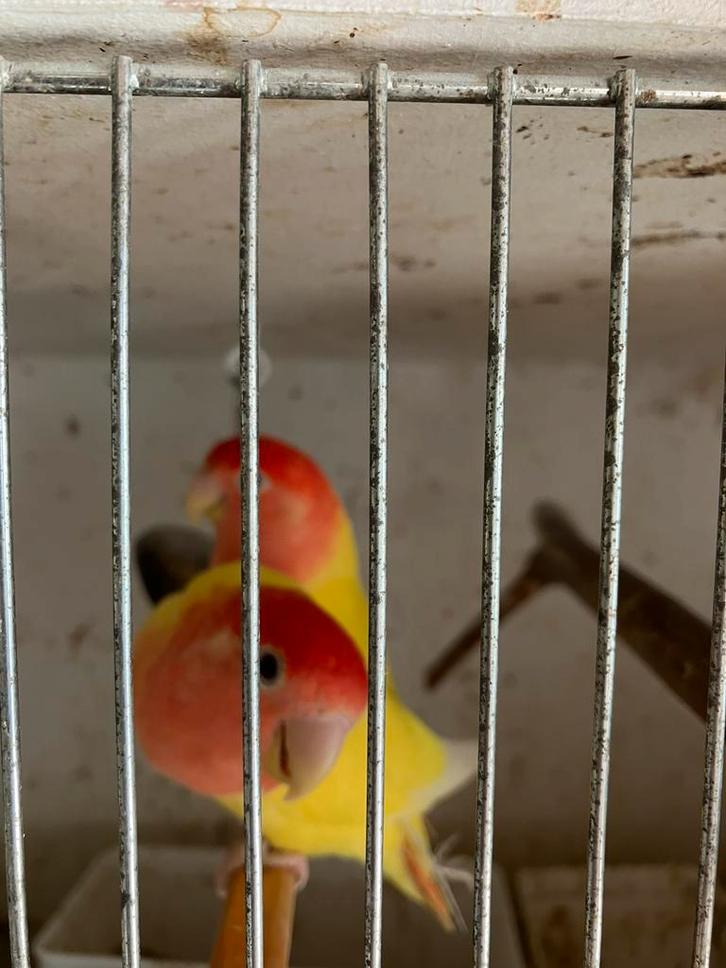 HALF TAM KWEEKKOPPEL DWERGPAPEGAAIKES NU 80 EURO, Dieren en Toebehoren, Vogels | Parkieten en Papegaaien, Dwergpapegaai of Agapornis