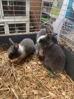 Jonge dwergkonijntjes (leeuwenkopjes), Dieren en Toebehoren, Konijnen, Meerdere dieren, Dwerg, 0 tot 2 jaar
