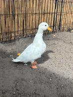 Te koop witte kwaker eend, Dieren en Toebehoren, Pluimvee, Mannelijk, Eend