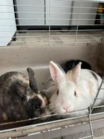 Gratis 2 konijnen, Dieren en Toebehoren, Ophalen, Nieuw