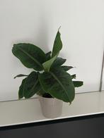 Bananenplant 40 cm hoog, Tuin en Terras, Vaste plant, Bloeit niet, Halfschaduw, Ophalen