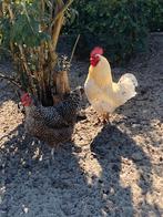 Knappe haan, voorjaar 2024 (niet voor de slacht), Dieren en Toebehoren, Pluimvee, Mannelijk, Kip
