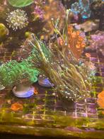 Euphyllia dragonsoul glabrescens, Animaux & Accessoires, Poissons | Poissons d'aquarium, Autres types, Poisson de mer