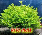 Groot assortiment aquarium mossen