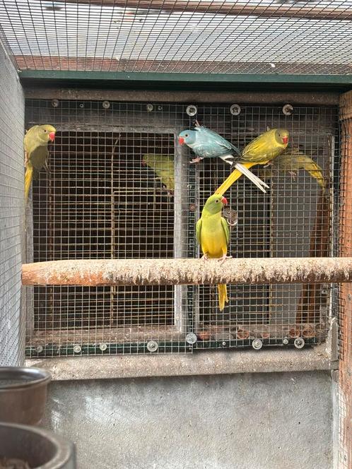 Halsbandparkieten, Dieren en Toebehoren, Vogels | Parkieten en Papegaaien, Parkiet, Meerdere dieren, Geringd