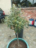 Olijfboom (zonder bloempot), Tuin en Terras, Ophalen, Olijfboom