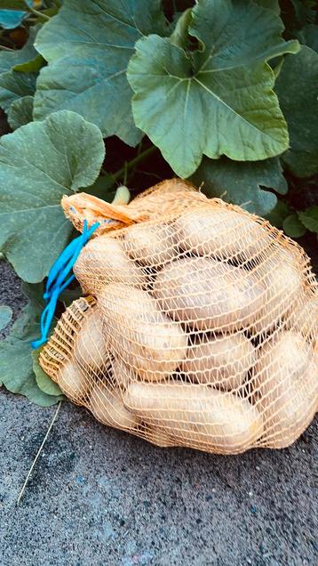 Laatste zakken aardappelen ( berber)  ideaal voor frieten beschikbaar voor biedingen