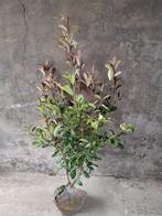 Photinia red robin, Tuin en Terras, Ophalen of Verzenden