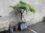 Te koop blauwe druivelaar met pot !!! heeft ziek geweest !!!, Tuin en Terras, Planten | Fruitbomen, Ophalen, Overige soorten, In pot