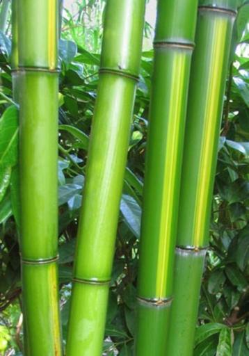 Phyllostachys Vivax Huanwenzhu