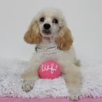 "Ellie" Dwergpoedel - opzoek naar een luxe mand, Poedel, 15 weken tot 1 jaar, Handelaar, CDV (hondenziekte)
