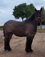 Trekpaard. merrie. blauwschimmel, Dieren en Toebehoren, Paarden, Merrie, Gechipt, Niet van toepassing, 3 tot 6 jaar