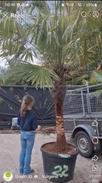 Winterharde palmboom gestript, Ophalen of Verzenden, Palmboom