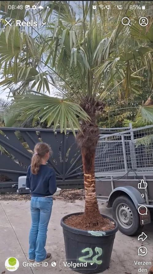 Winterharde palmboom gestript, Tuin en Terras, Planten | Bomen, Palmboom, Ophalen of Verzenden