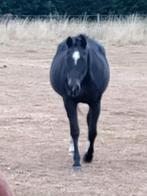 Quarter merrie, Dieren en Toebehoren, Paarden, Merrie