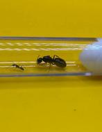 Camponotus Sylvaticus koningin met 1-5 werksters, Dieren en Toebehoren, Mieren