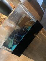 Homarium, Dieren en Toebehoren, Ophalen, Zo goed als nieuw