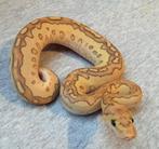 1.0 Banana Butter Enchi Blade clown 50% het Ultramel, Dieren en Toebehoren, Slang, 0 tot 2 jaar
