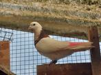 avion de haut vol, Animaux & Accessoires