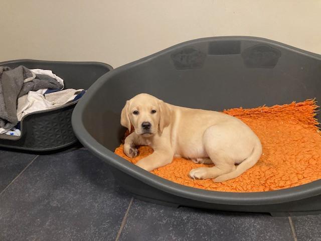 chiots labrador blonds avec leurs parents exposés, Animaux & Accessoires, Chiens | Retrievers, Épagneuls & Chiens d'eau, Plusieurs animaux