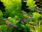 GEZOCHT LIEFST GRATIS kardinaal tetras, Dieren en Toebehoren, Ophalen