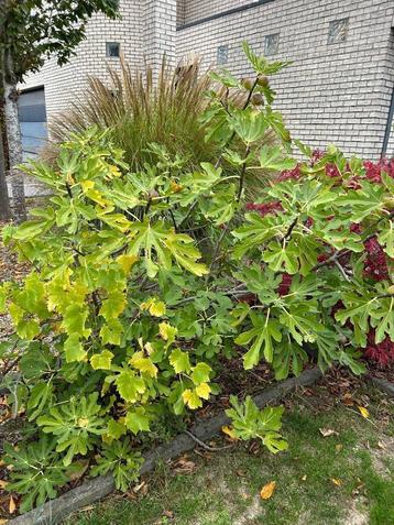 vijgenboom met zoete vijgen beschikbaar voor biedingen