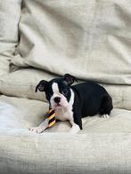 boston terrier pups zoeken mandje, Dieren en Toebehoren, CDV (hondenziekte), Meerdere, Meerdere dieren, Buitenland