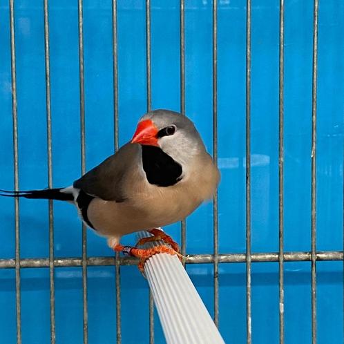 Spitsstaartamadines te koop, Dieren en Toebehoren, Vogels | Overige Vogels, Tropenvogel, Meerdere dieren