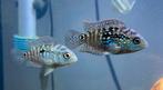 Jack dempsey baby poissons d'aquarium eau douce, Ophalen, Gevuld zoetwateraquarium