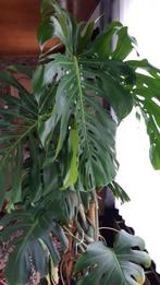 Monstera, Maison & Meubles, Plantes d'intérieur, Ombre partielle, En pot, Plante verte, 200 cm ou plus