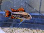 APISTOGRAMMA CACATUOIDES triple red man 2 stuks, Dieren en Toebehoren, Vissen | Aquariumvissen