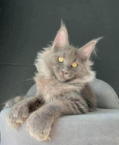 Unike  Blue Smoke Polydacty kater met 7 teens uit Rusland!, Dieren en Toebehoren, Katten en Kittens | Raskatten | Langhaar, Kater
