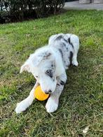 Border collie puppy’s (raszuiver), 8 à 15 semaines, Maladie de Carré (chiens), Colley, Plusieurs