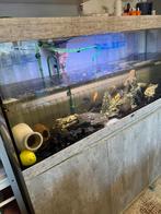Aquarium met kast en 10 cichliden te koop, Enlèvement, Comme neuf