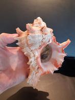 Coquillage Hexaplex duplex, Collections, Minéraux & Fossiles, Enlèvement ou Envoi, Coquillage(s)