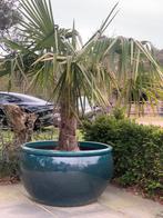 Nieuwe keramische Tuinpot dia 80 H 50 met palmboom, Ophalen of Verzenden